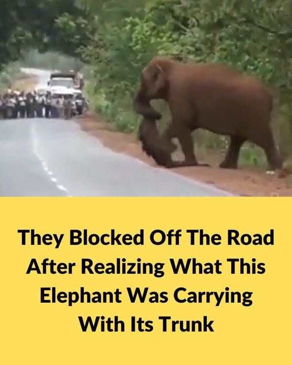 They Blocked Off The Road After Realizing What This Elephant Was Carrying With Its Trunk