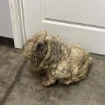 Shelter rescues neglected dog covered in three pounds of matted fur — he looks completely different after makeover