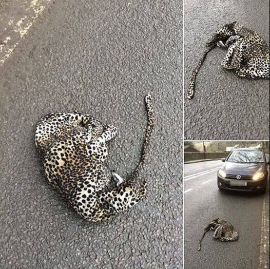 Heroic Driver Stops to Help: Concern Grows for Injured Leopard on the Road!