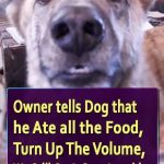 Owner tells Dog that he Ate all the Food