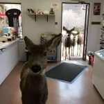 A deer walked into a shop in Colorado, the owner gave her a peanut bar and about 30 minutes later she came back with her whole family, with the kids waiting outside.