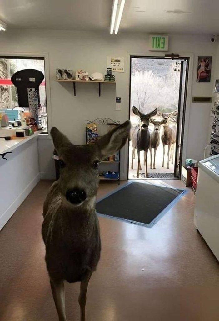 A deer walked into a shop in Colorado, the owner gave her a peanut bar and about 30 minutes later she came back with her whole family, with the kids waiting outside.