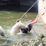 Polar bear attacks woman who jumped into enclosure at Berlin Zoo