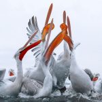 Birds Of Finland: 50 Stunning Images By Photographer Tom Nickels