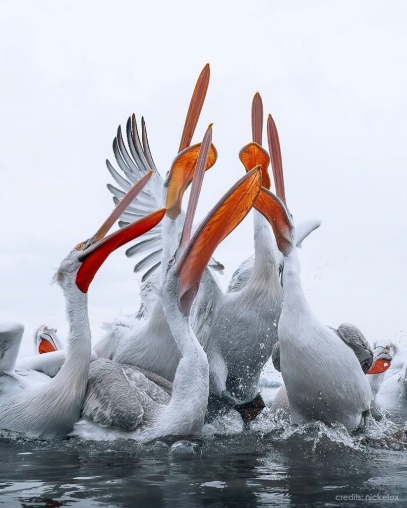 Birds Of Finland: 50 Stunning Images By Photographer Tom Nickels