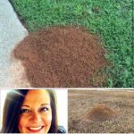 Mom passed away after stepping on an ant hill