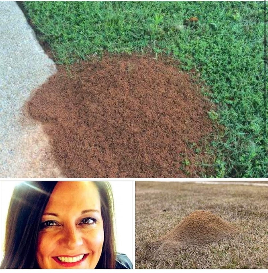 Mom passed away after stepping on an ant hill