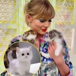 Taylor Swift acquired another luxurious cat following the loss of her previous one