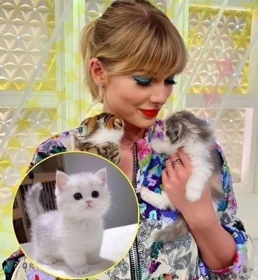 Taylor Swift acquired another luxurious cat following the loss of her previous one