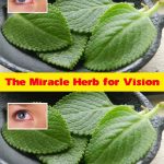 The Miracle Herb for Vision: A Natural Solution for Cataracts and Eye Health