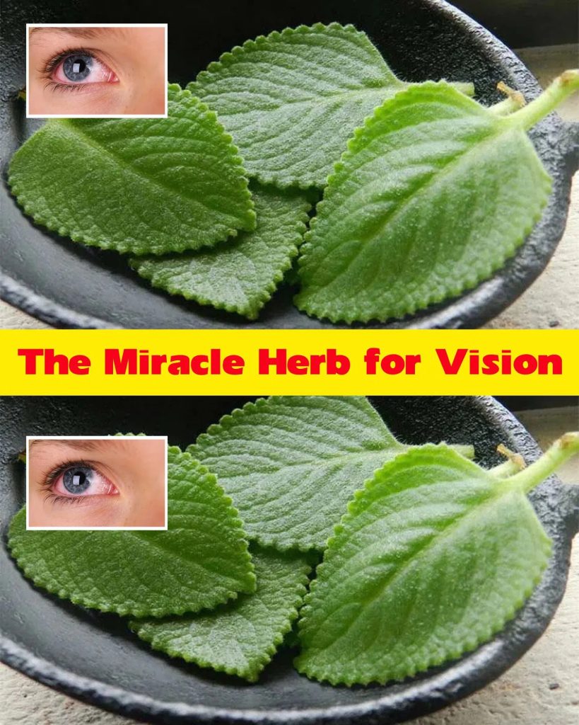 The Miracle Herb for Vision: A Natural Solution for Cataracts and Eye Health