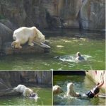 Polar bear attacks woman who jumped into enclosure at Berlin Zoo