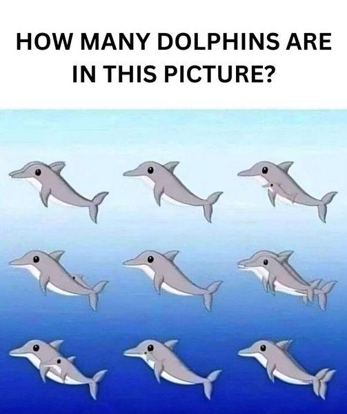 How many dolphins can you spot in the picture?