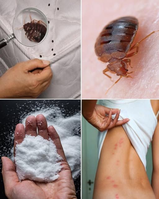 Bedbugs: Simple Methods to Eradicate Them from Your Home